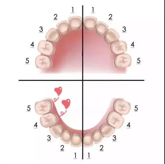 干货│北大口腔周彦恒：不要错过儿童牙齿矫正的黄金期